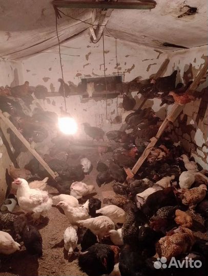 Домашние куры молодки несушки от 1,5 до 3 месяца