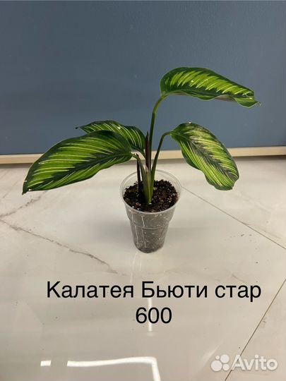 Комнатные растения. Строманта, Маранта, Калатея