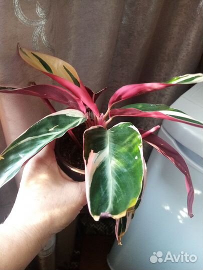 Спатифиллюм, домино, строманта