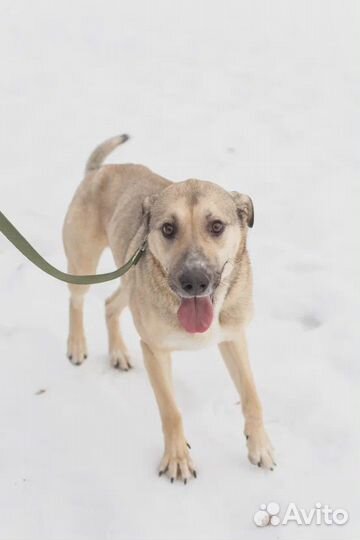 В приюте больному Линдору не выжить