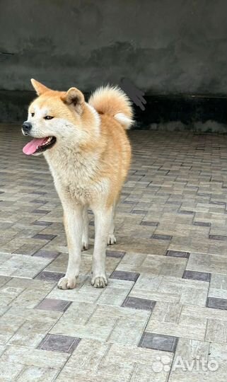 Акита обмен, вязка