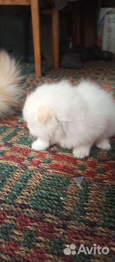 Кошечка в добрые руки