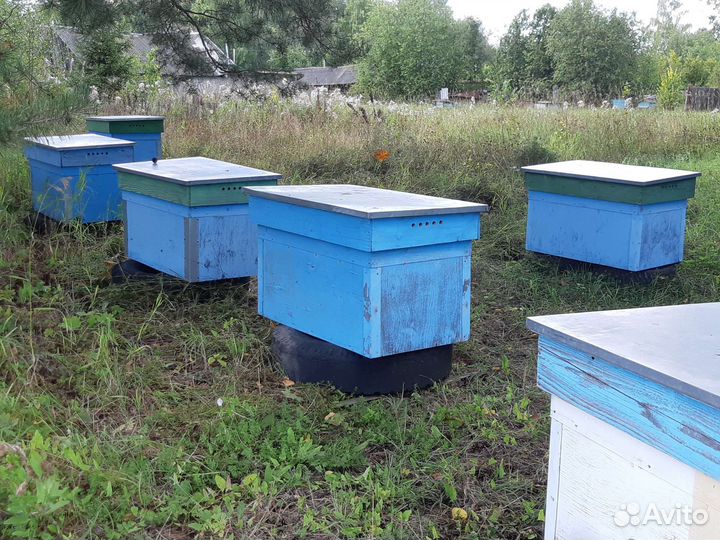 Улья для пчел, рамки, медогонка