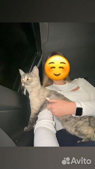 Кошка
