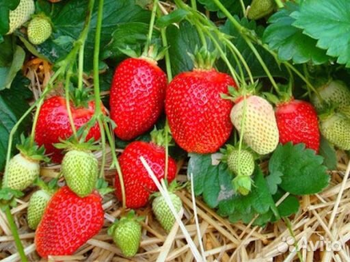 Рассада клубники 