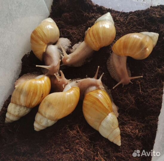 Улитки ахатины