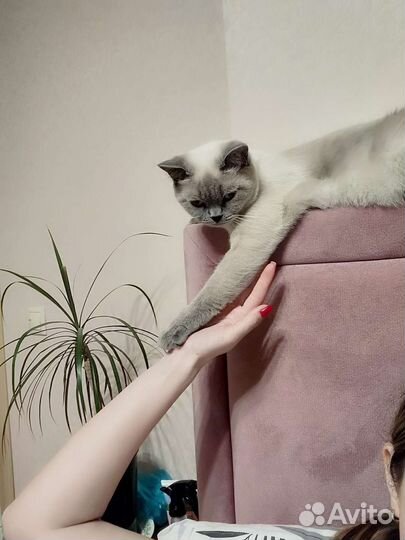 Шотландская кошка вязка