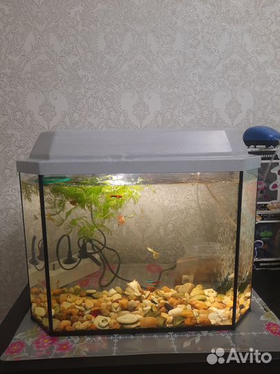 Аквариум