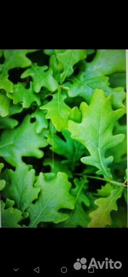 Саженцы дуба черешчатого