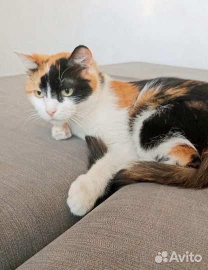Трехцветная кошечка