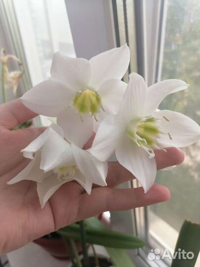 Эухарис амазонская лилия