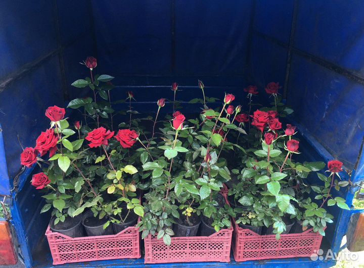 Саженцы роз оптом в горшках к весне 2024