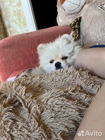 Шпиц в добрые руки