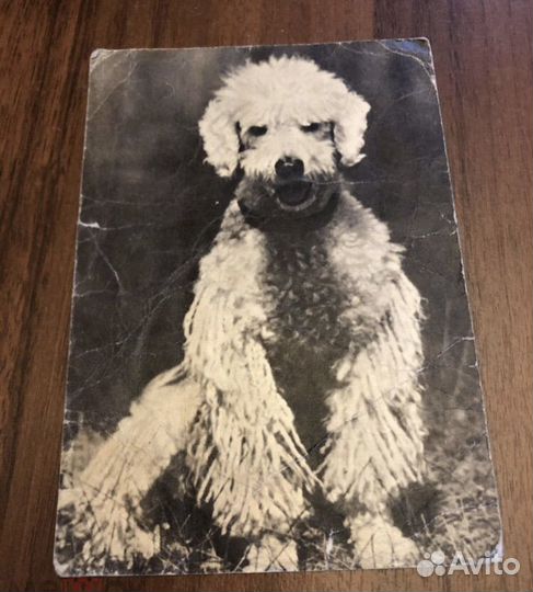 Открытка, Пудель. фото В. Елисеева, 1969