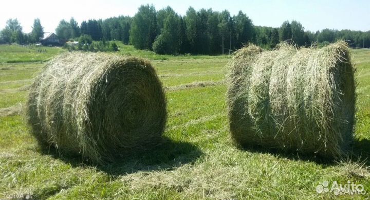 Сено, солома