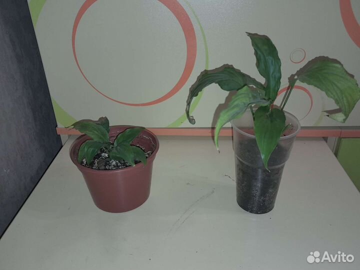 Цветок женское счастье