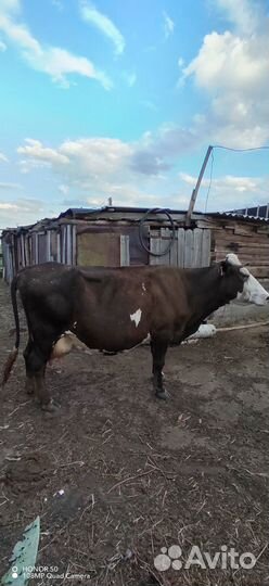 Продаю коров