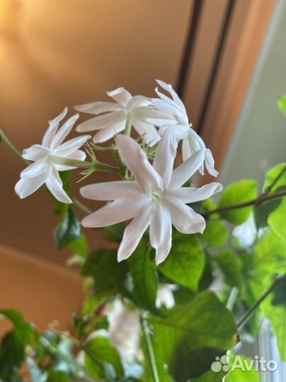 Укорененные черенки Жасмина (самбак)