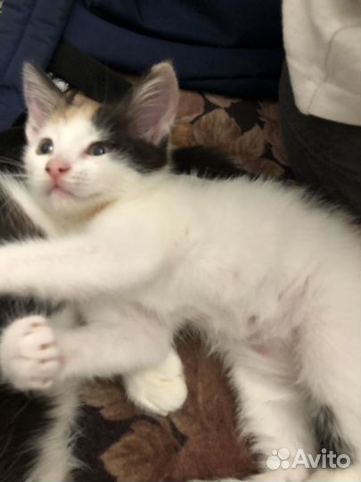 Котенок