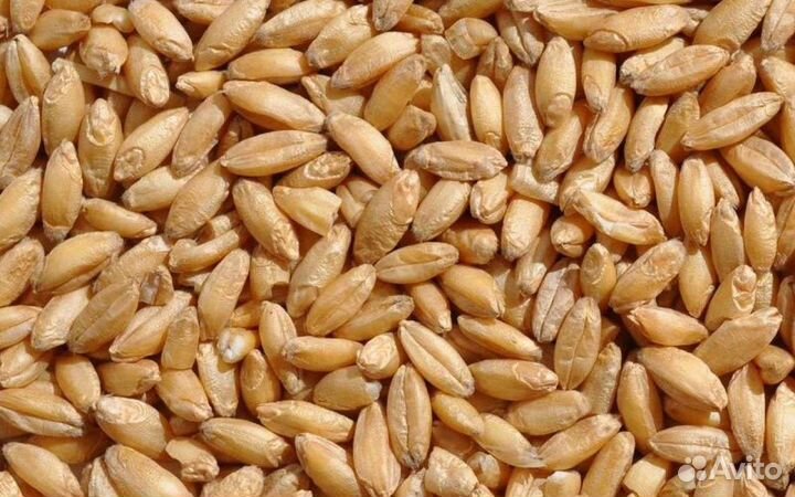 Пшеница