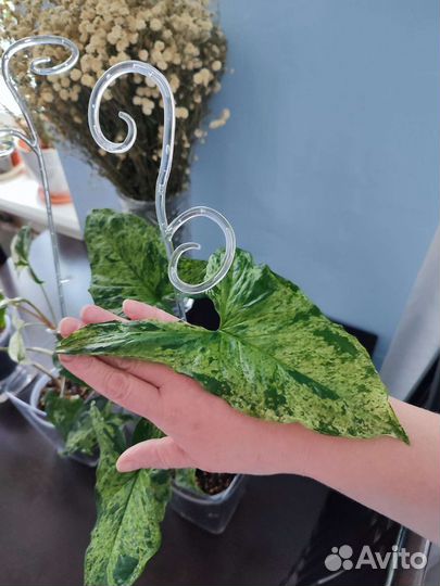 Сингониум Моттлед Мохито