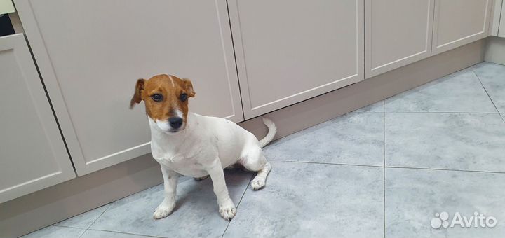 Джек Рассел терьер девочка