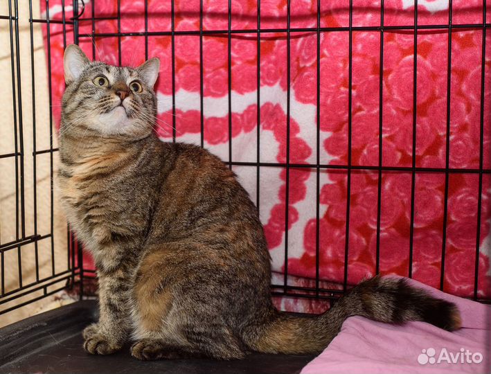 Кошечке приходится жить в клетке