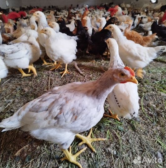 Куры молодки несушки домашние