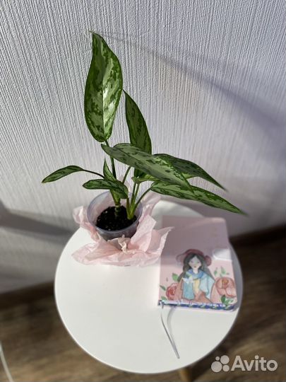 Комнатные растения цветы на подарок