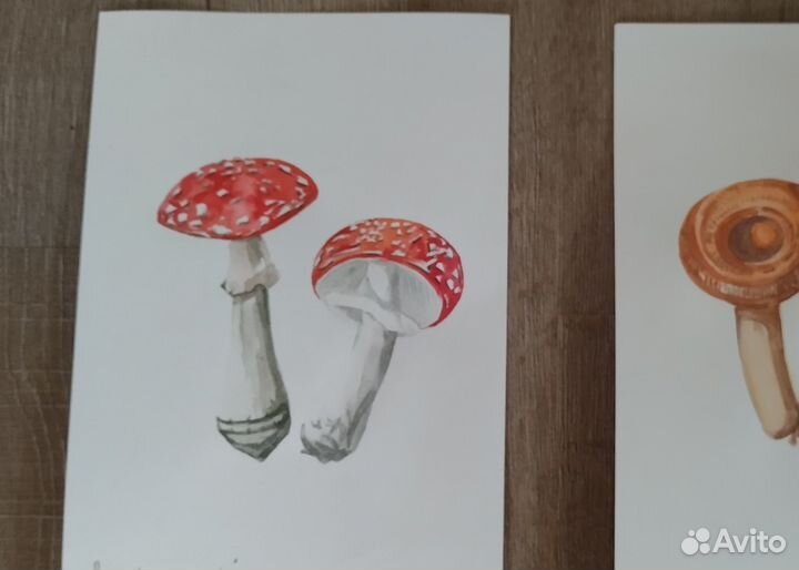 Акварель. Ботаника. Грибы