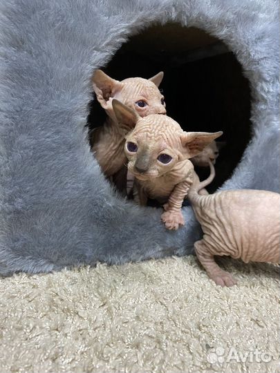 Канадский сфинкс котенок