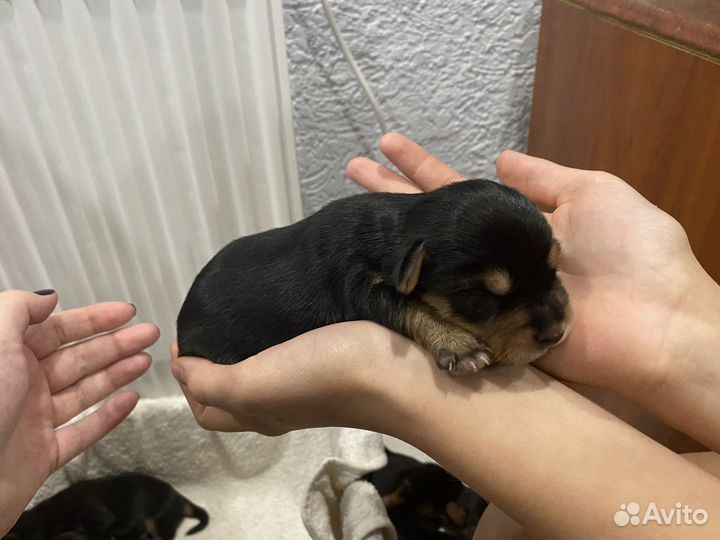 Щенки йорка и бигля