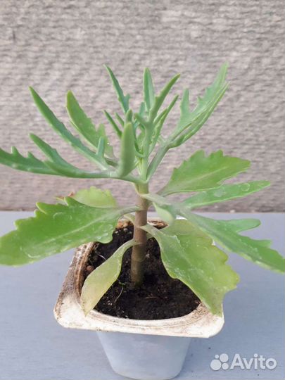 Комнатные растения(сеткреазия, хлорофитум