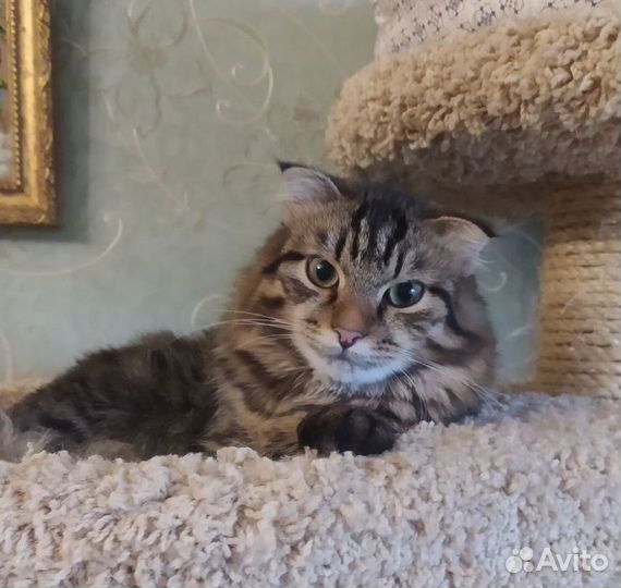 Котенок мальчик