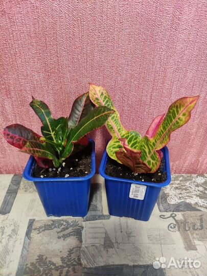 Комнатные растения цветы