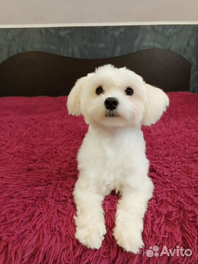 Мальтезе вязка