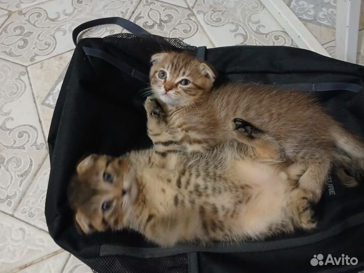 Шотландская вислоухая