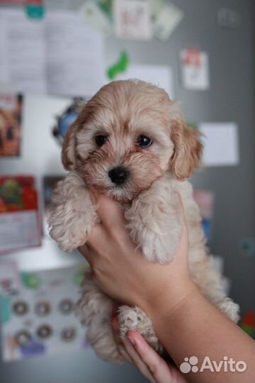 Мальтипу мини детки