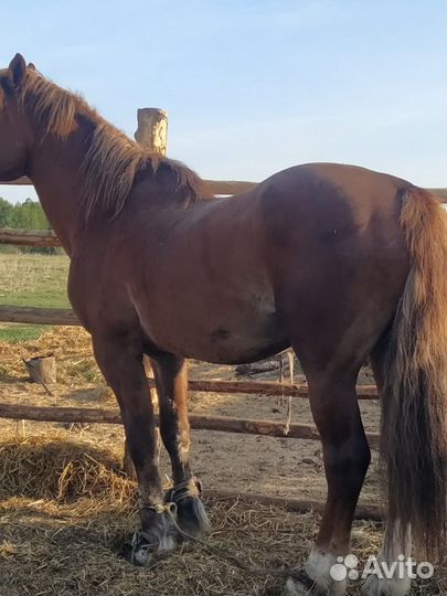 Жеребец на племя