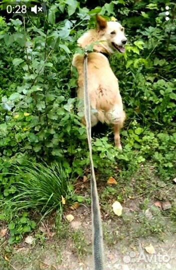 Рыжая собачка в надёжные руки