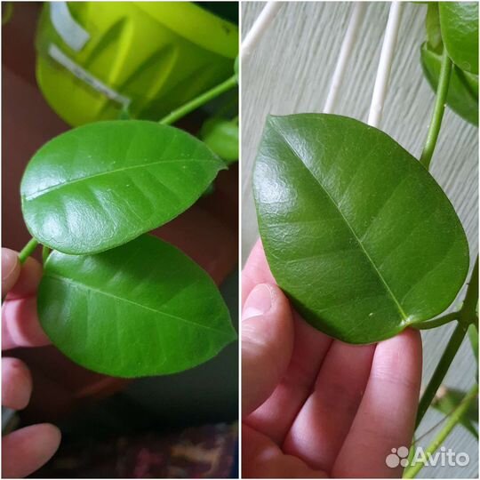 Хойя (некоторые сорта поближе)