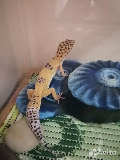 Эублефар с террариумом