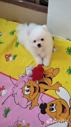 Продается щенок мальчик немецкого шпица