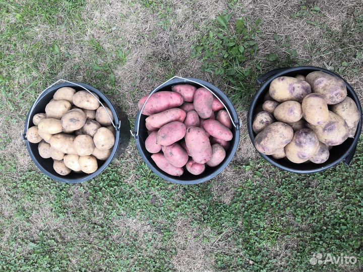 Продам картофель