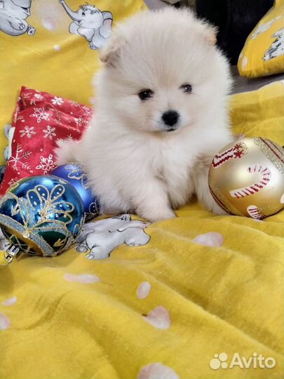 Щенки померанского шпица