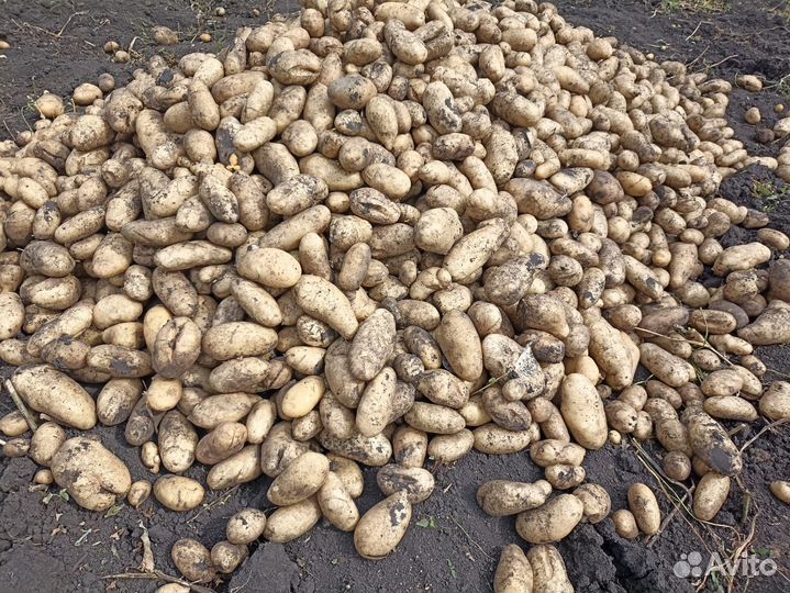 Рамзайский картофель, крупный, чистый, 4 сорта