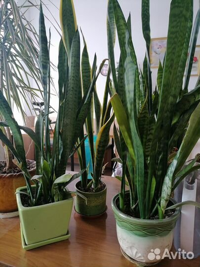 Домашние и офисные растения цветы