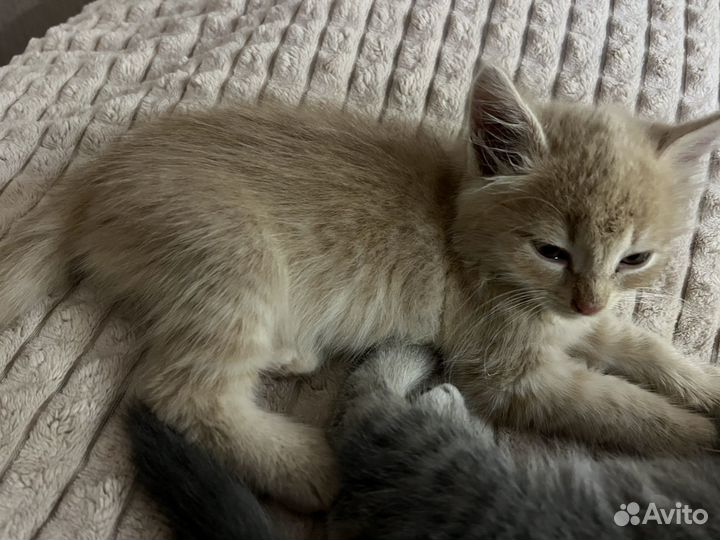 Отдам котят в добрые руки