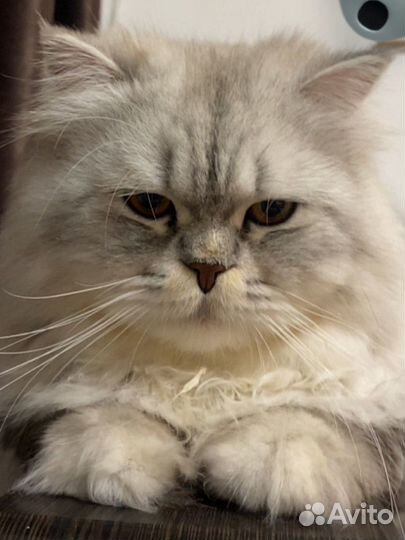 Персидский кот вязка