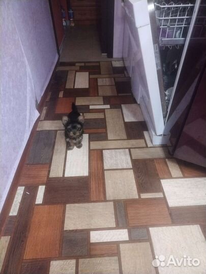 Готовы к брони